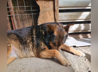 Maya - freundliche, kluge, ruhige Schäferhundmix-Seniorin / z.Zt. noch in Rumänien