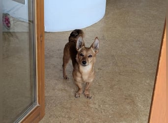 Greta und Helene, zwei süsse noch unerzogenen frechen Mäuse, nur im Doppelpack