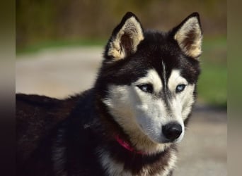 Dory sucht Husky Liebhaber