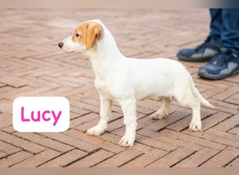 Lucy: „Hey, wann geht der nächste Shuttle über die Alpen?“