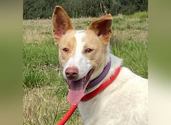 Fröhlichere WILLY mit einem Herzen aus Gold-freundlich zu Hund und MEnsch, läuft gut an der Leine