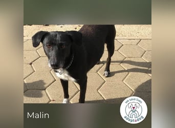 Malin: Black Beauty
