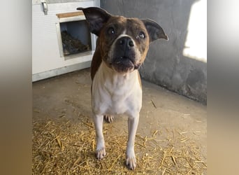 DAPHNE, süßer Boxer-Mix, sucht ihr Zuhause