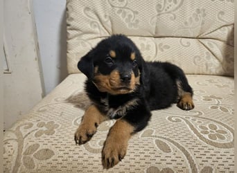 Schöne Rottweiler-Welpen