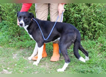 Garoto, Mix Labrador / Dogge - freundlich und sozial
