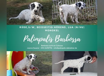 Palimpalis Barbossa, Rüde, LUA, mit Monokel
