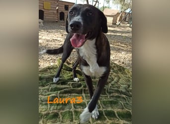 Laura3 06/2019 (GRC) - schüchterne Schönheit wünscht sich ein ruhiges Zuhause!