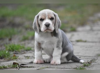 Wurferwartung !  Beaglewelpen m.P.
