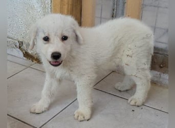 Welpe ♥Taavi♥ kleiner Kuschel-Eisbär