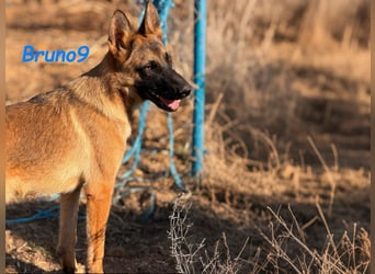 Bruno9 geb. 11/2024 (ESP) - sportlicher Malinois-Schäferhund-Mix Welpe!