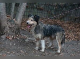 Update: MERLIN- auf PS in mit ÜO in 31603 Diepenau