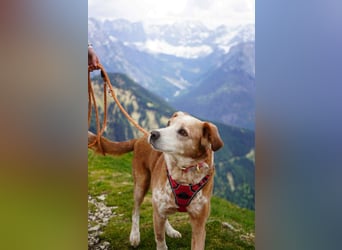 Michel - Ein treuer Begleiter, der die Nähe zu Menschen liebt