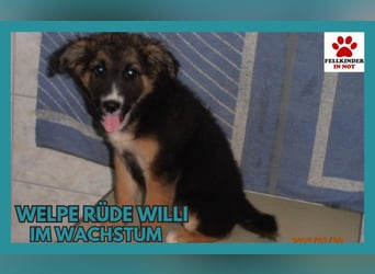 Welpe Willi sucht seine Familie