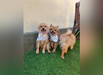 Charlie SR - Kuschelspitz mit großem Nachholbedarf