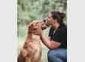 Total verschmuster Traumhund Yeti❤️mit Handicap sucht Menschen mit Herz