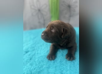 Reinrassige braune Labradorrüden mit Ahnentafel der Showlinie