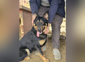 Mimi-LM, Traumhündin sucht aktive Familie