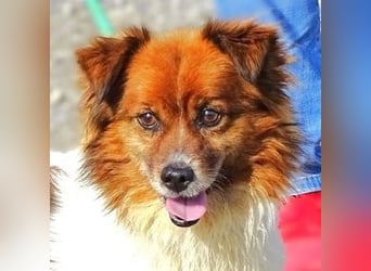 Peki, Mischling