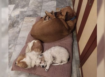 Daisy, familienfreundliche Traumhündin
