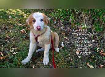 Border Collie-Welpen , black-, choco-,red-white und red-merle