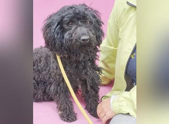 schmusige Puli-Hündin XENA - 2 Jahre, 40cm/12kg 