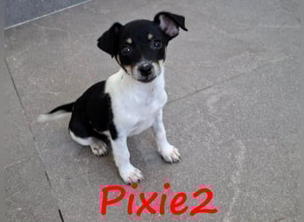 Pixie2 geb. 04/2025 (GRC) - freundliche, goldige kleine Welpin!