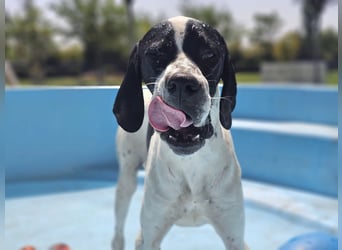 BANDITO ❤️ uuuunglaublich liebevoller Pointer
