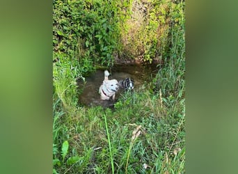 Alba - vorsichtige, ruhige, liebe Labrador-Mix-Hündin / Pflegestelle in Mosbach