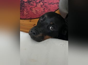 Katniss Rottweiler 8 Jahre alt