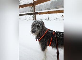 MIKA (Vermittlungshilfe) - derzeitiger Wohnort in 63303 Dreiech