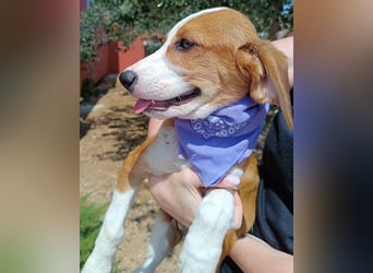Coralina Welpe Jagdhund Mischling Hündin Junghund sucht Zuhause oder Pflegestelle