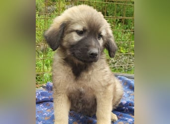 Romeo ❤️ verspielter, verträglicher Bub!