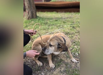 Nadin-VI, sanfte Riesin sucht Gnadenplatz!