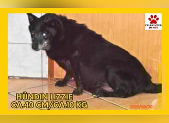 Lizzie Mischlingshündin Mischling Hündin sucht Zuhause oder Pflegestelle
