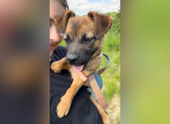Kwani, liebes und sanftes Hundemädchen sucht eine Familie