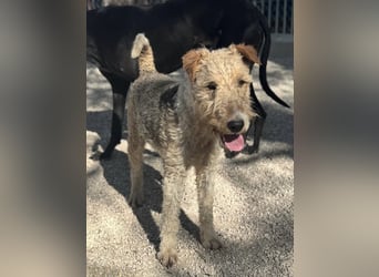 Fox, sucht seine Menschen
