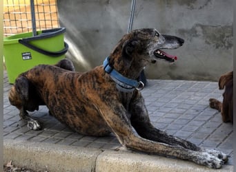 Vereda 06/2018 (ESP) - wundervolle, verschmuste und sehr liebevolle Galga!