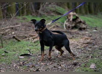 Albert – quirliger Wirbelwind sucht sportliches Zuhause!