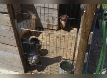 Salsicha, einer von zwölf zurückgelassenen Hunden sucht ein neues Zuhause