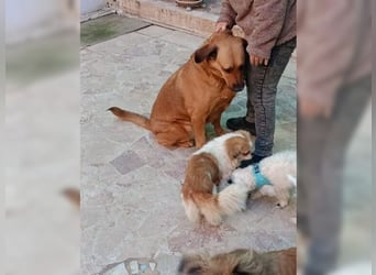 Daisy, familienfreundliche Traumhündin