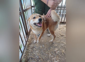Nyomda PP – Sanfte Shiba Inu-Hündin auf der Suche nach Geduld und Fürsorge