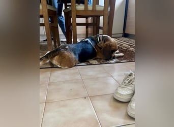 Beagle Mix HUGO (2 Jahre alt) sucht eine Familie!