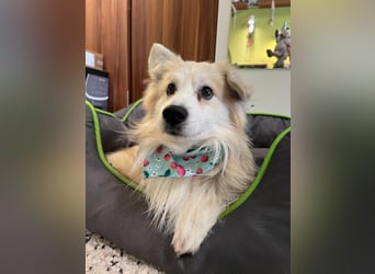 Joey SR - kleiner Kämpfer sucht sein Für-immer-Zuhause