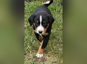 Appenzeller Sennenhunde, Welpen, Tri-Color Schwarz und Havanna Braun, 1 Hündin, ab Ende Mai