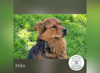 Milo – Harte Schale, weicher Kern
