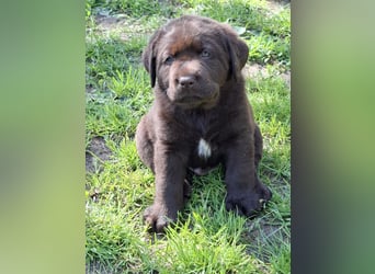 Labrador Welpen mit Ahnentafel
