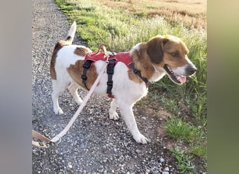 Pippa eine Kinderliebende Hündin