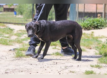 Alma,  Labrador-Mix, lieb und sozial