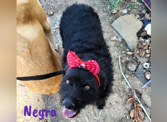Negra 01/2018 (ESP) - sehr liebevolle, verschmuste und menschenbezogene Schnauzer-Mix Hündin!
