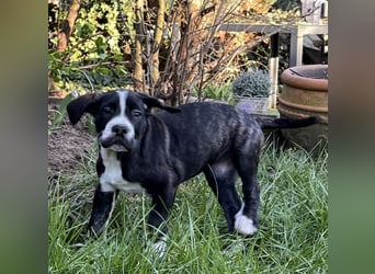 Cane Corso - Dogo Argentino Mischlingswelpe Hündin